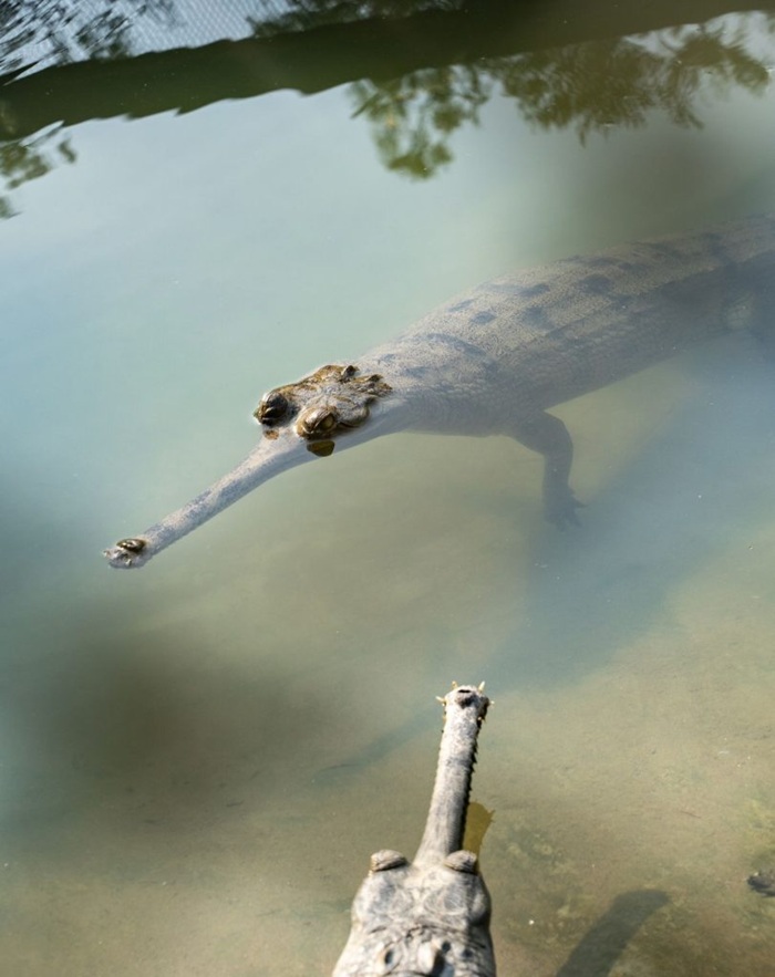 gharial floating in river of chitwan national park