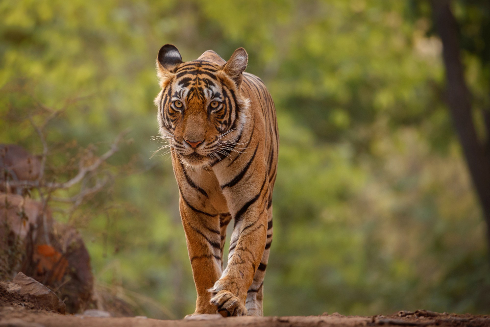 Bengal tiger walking in a jungle