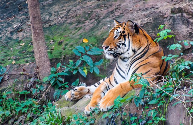 tiger resting in a jungle