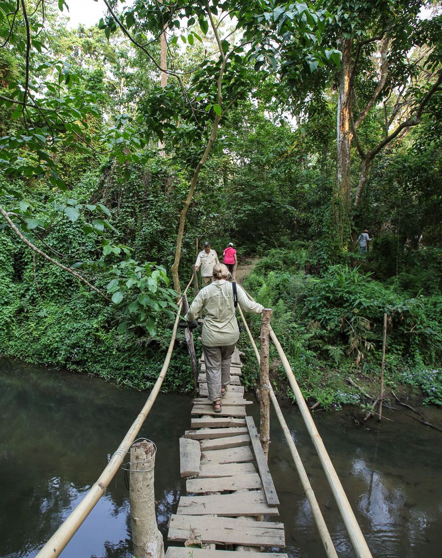 Embark on an adventurous jungle walk through Chitwan National Park at Kasara Chitwan. Immerse yourself in the breathtaking beauty of wildlife and nature.